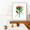 Australian native flower ~ Protea watercolour fine art print - Image 2